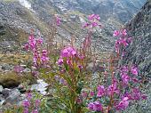 27° Bei fiori a 2235m